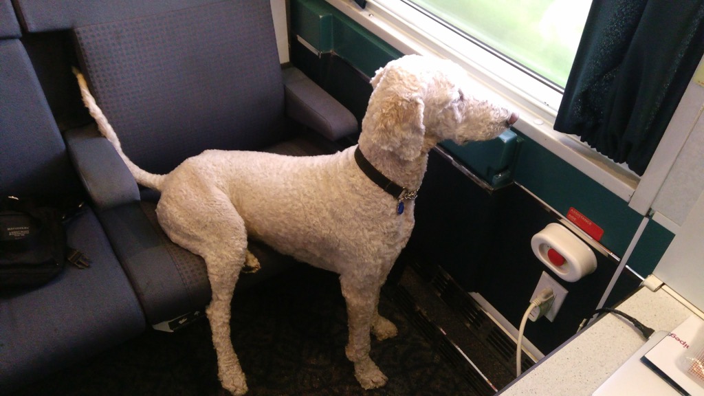 Ethan on the Train Looking out the Window