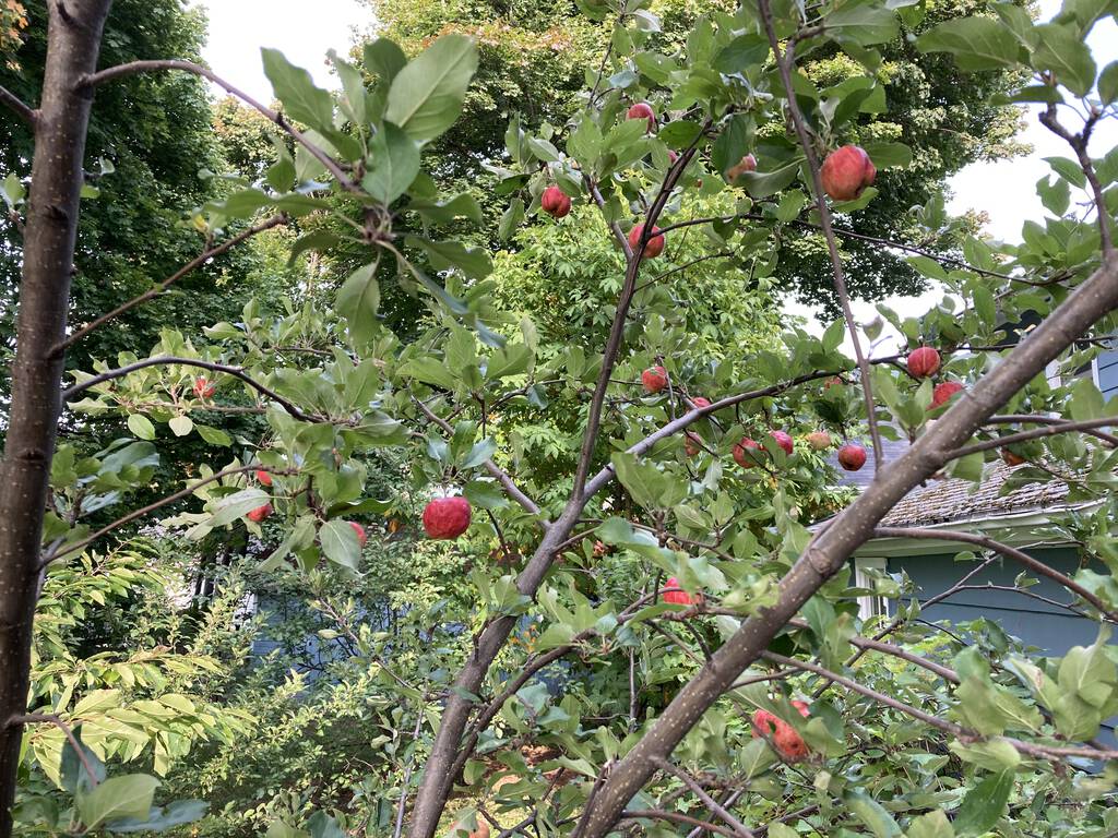 Inside the apple tree in the back yard from on high.