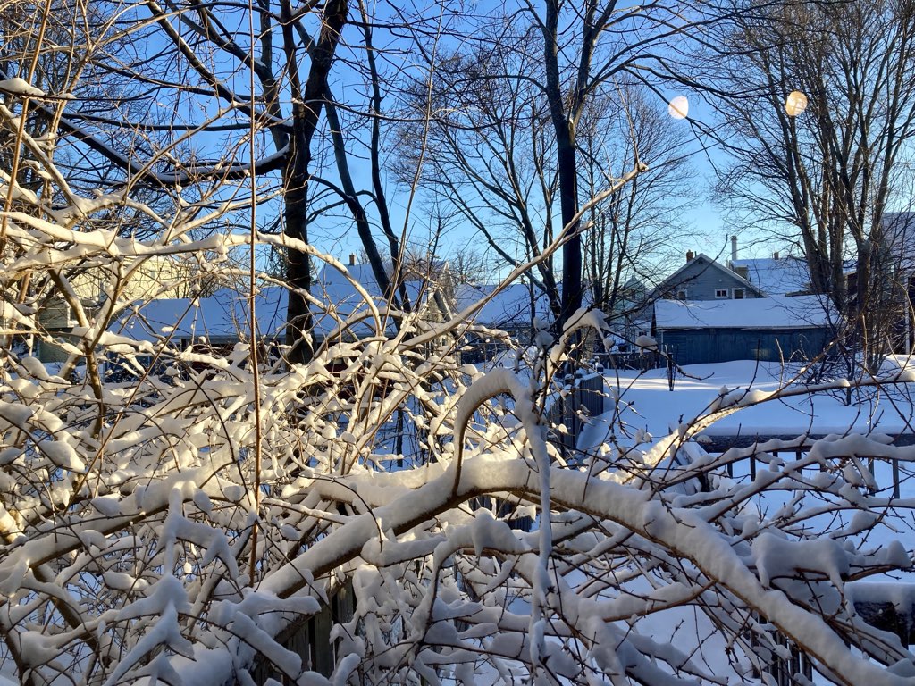 A photo of trees and bushes in our back yard covered with freshly fallen snow.