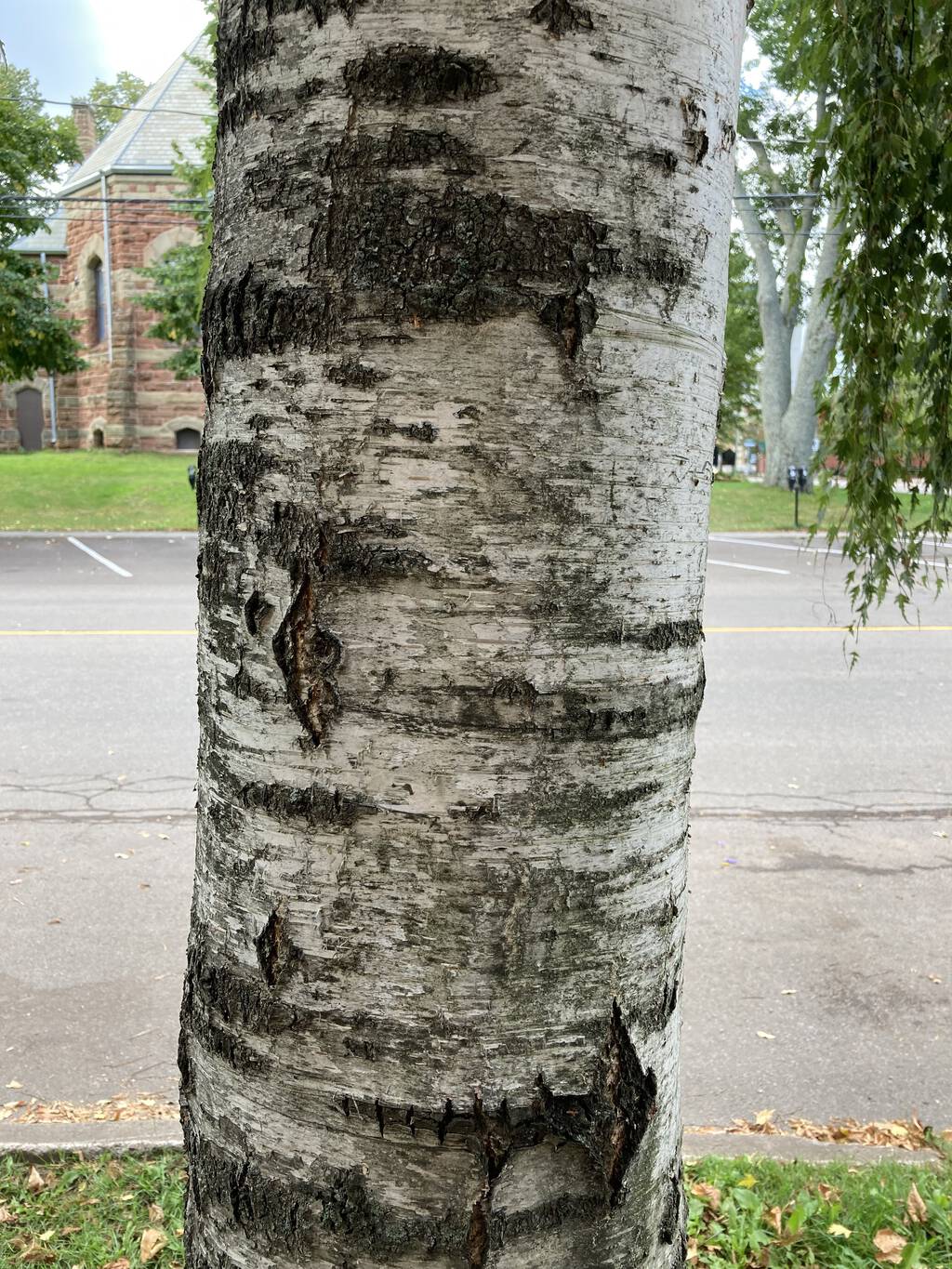 Closeup of the birch bark.