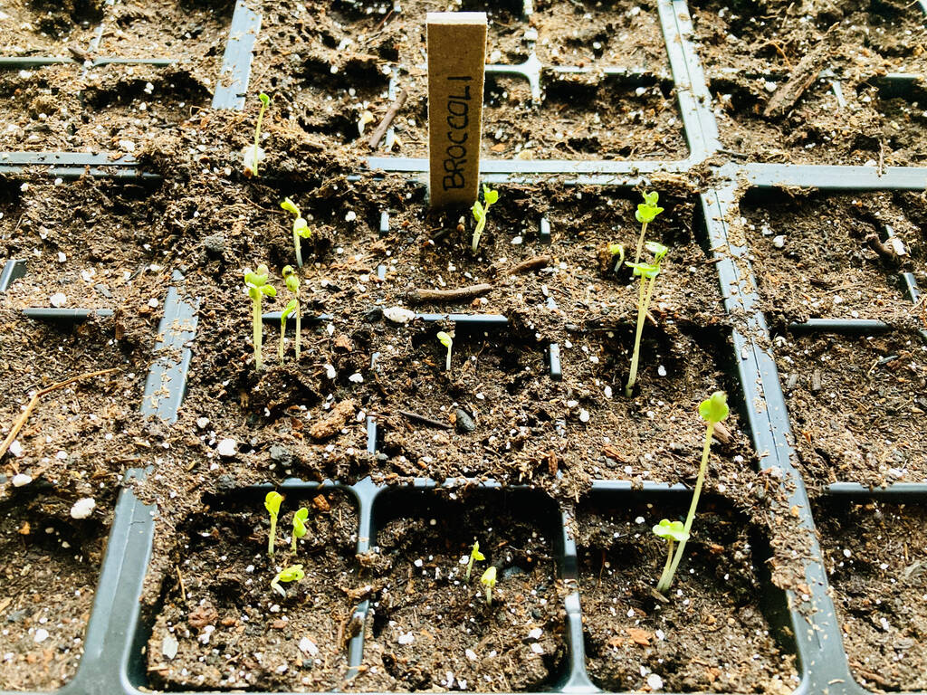 Broccoli seedlings at 100 Prince Street