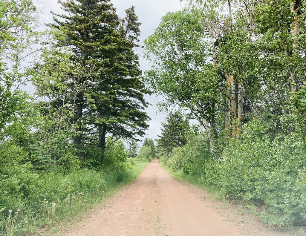 Looking down Bumblebee Road.