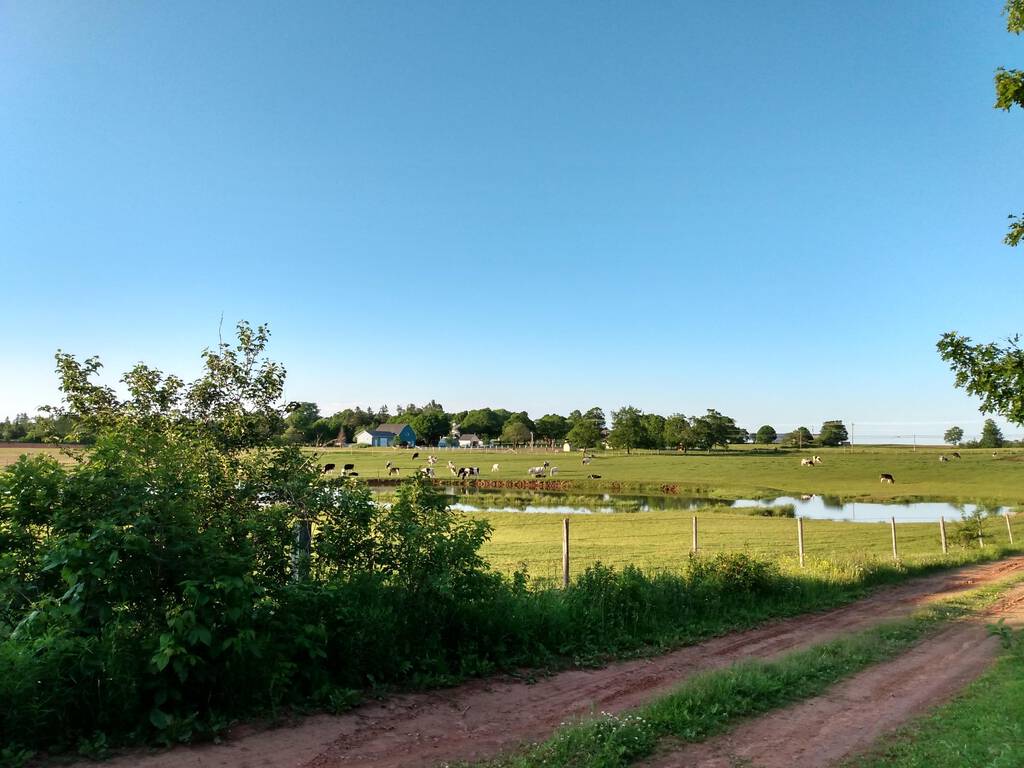 Cows in York, from the Confederation Trail