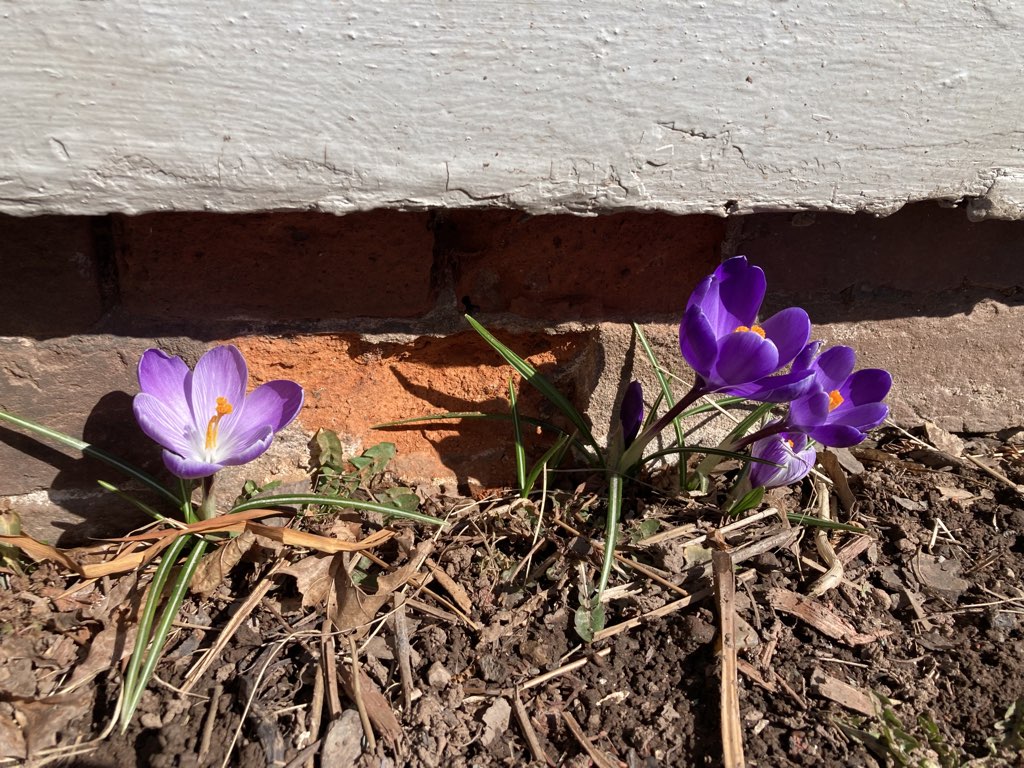 Photo of the first crocuses in the front garden at 100 Prince Street.