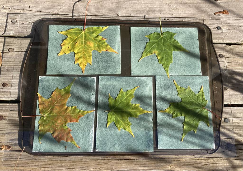 Sugar Maple leaves on cyanotype paper under glass on a cookie tray on my porch, in the sunshine.