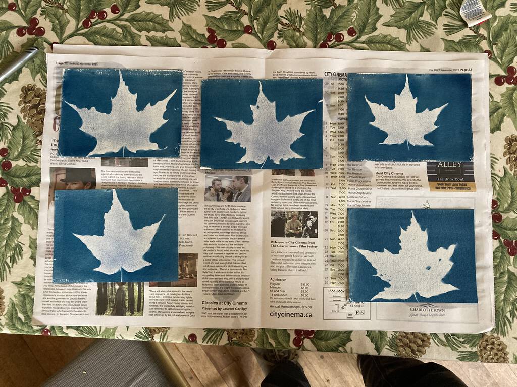 Cyanotype sugar maples leaves drying on newspaper on my kitchen table.