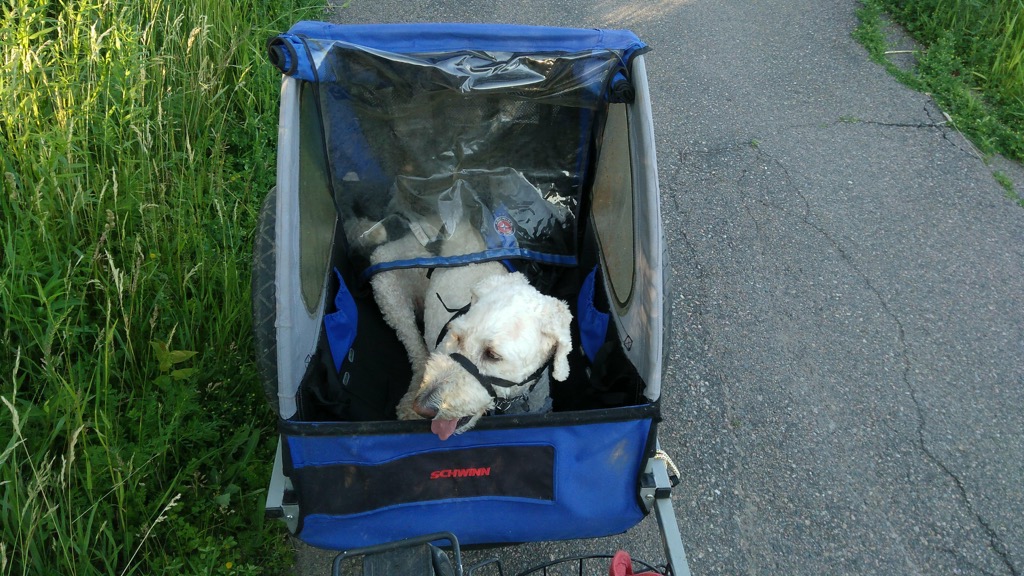 Ethan in the bicycle trailer