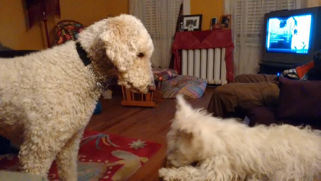 Ethan and Nelson in front of the TV.