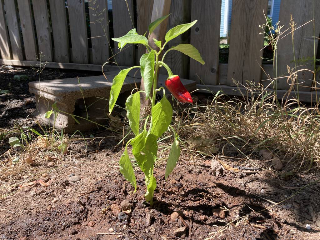 Fiero with its red, red pepper.