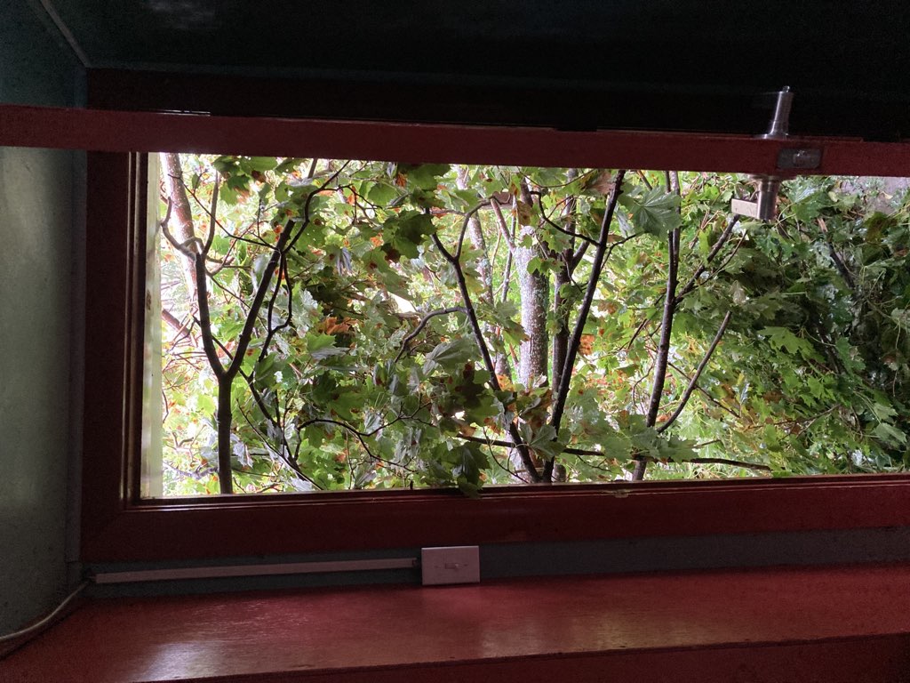 Photo through the back door of my house showing tress blocking the way.