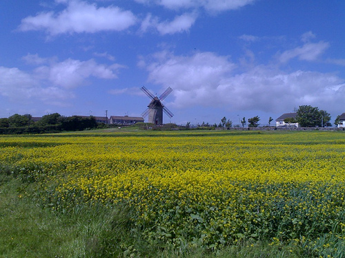 Windmill and Field