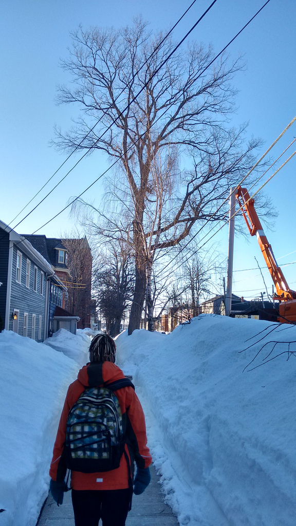 Elm Tree about to be cut down...