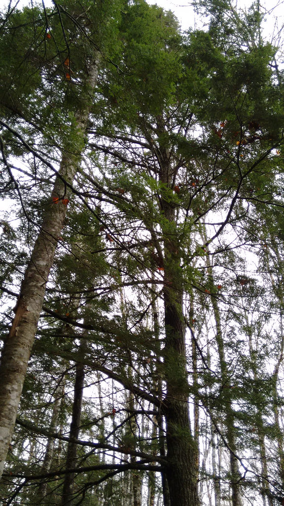 Hemlock at Selkirk Road Public Forest