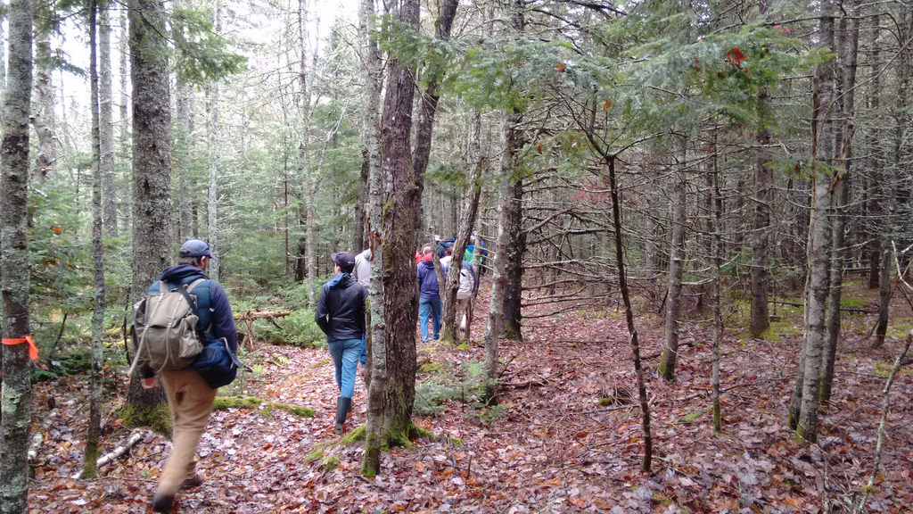 Selkirk Road Public Forest