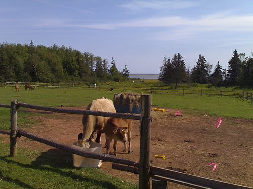 Pioneer Farm Cows