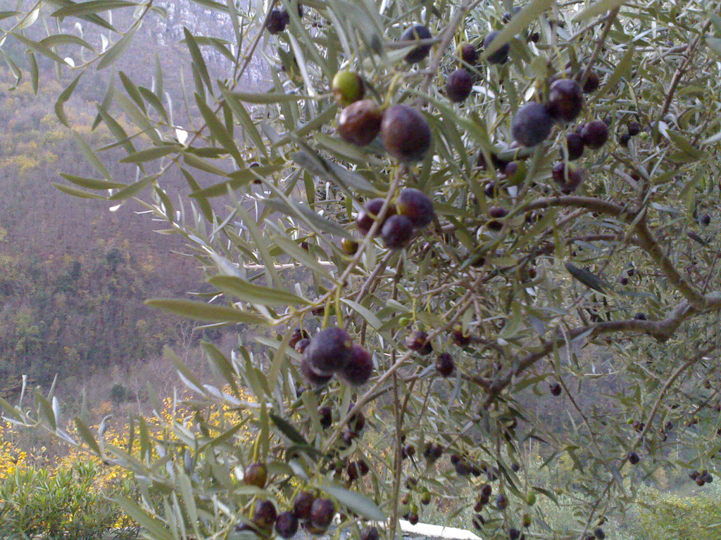 Olives on the Tree