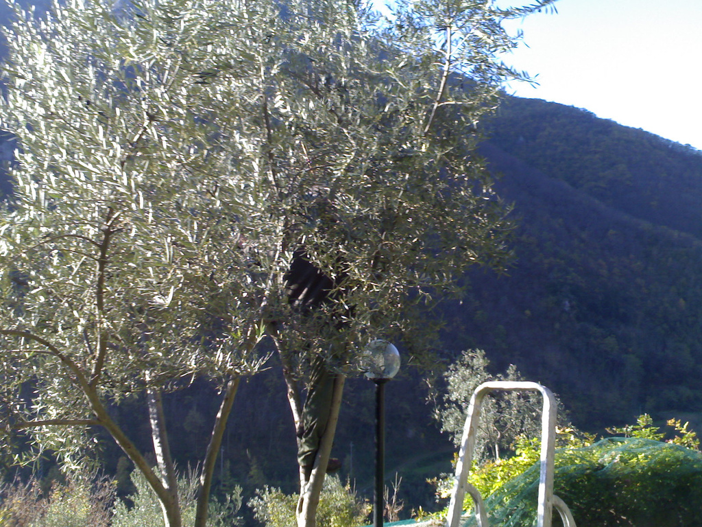 Olive Harvest