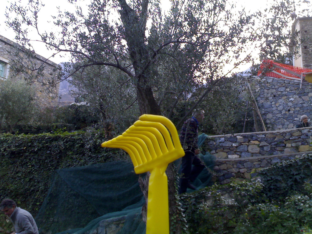 My Yellow Olive Rake