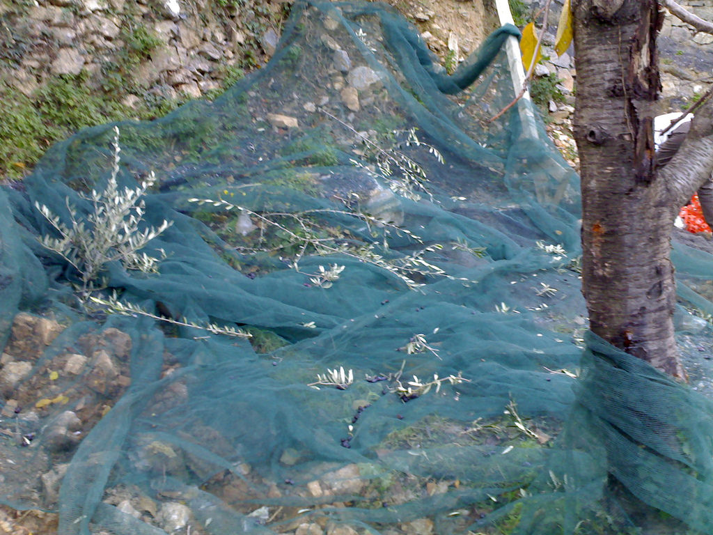 Olive Harvest Net