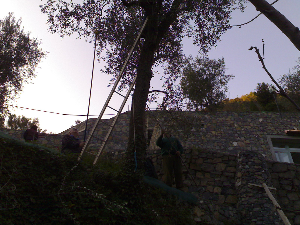 Ladders in Trees