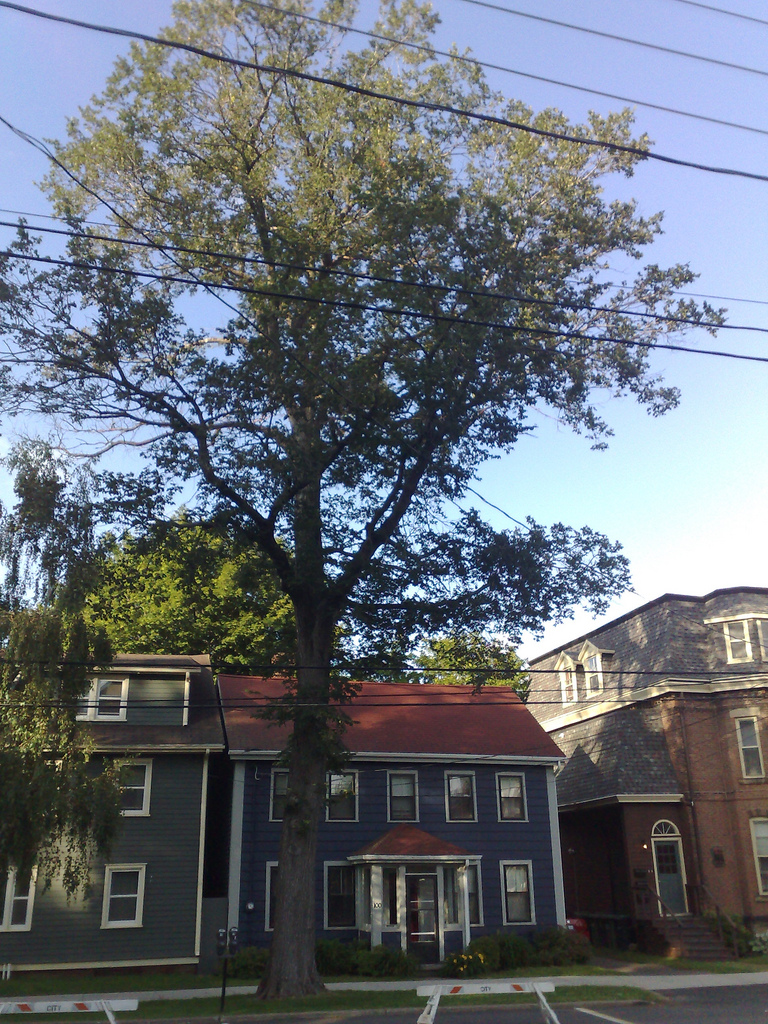 Tree at 100 Prince Street