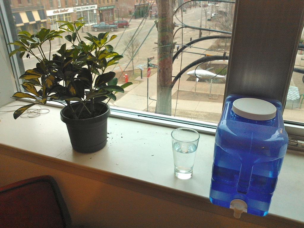 Plant, Glass, Water