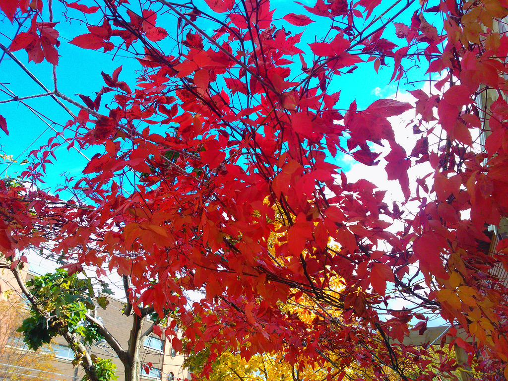 Fall Comes to Tai Chi Gardens