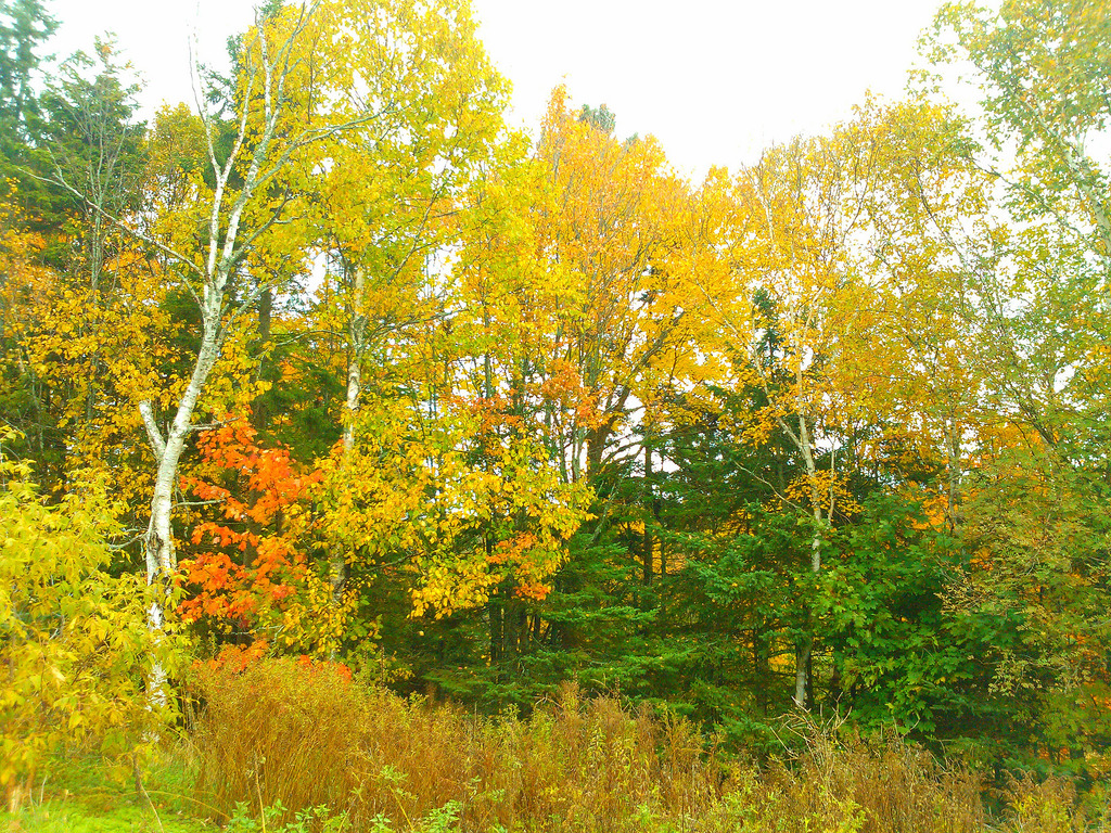 Fall in the Bonshaw Hills