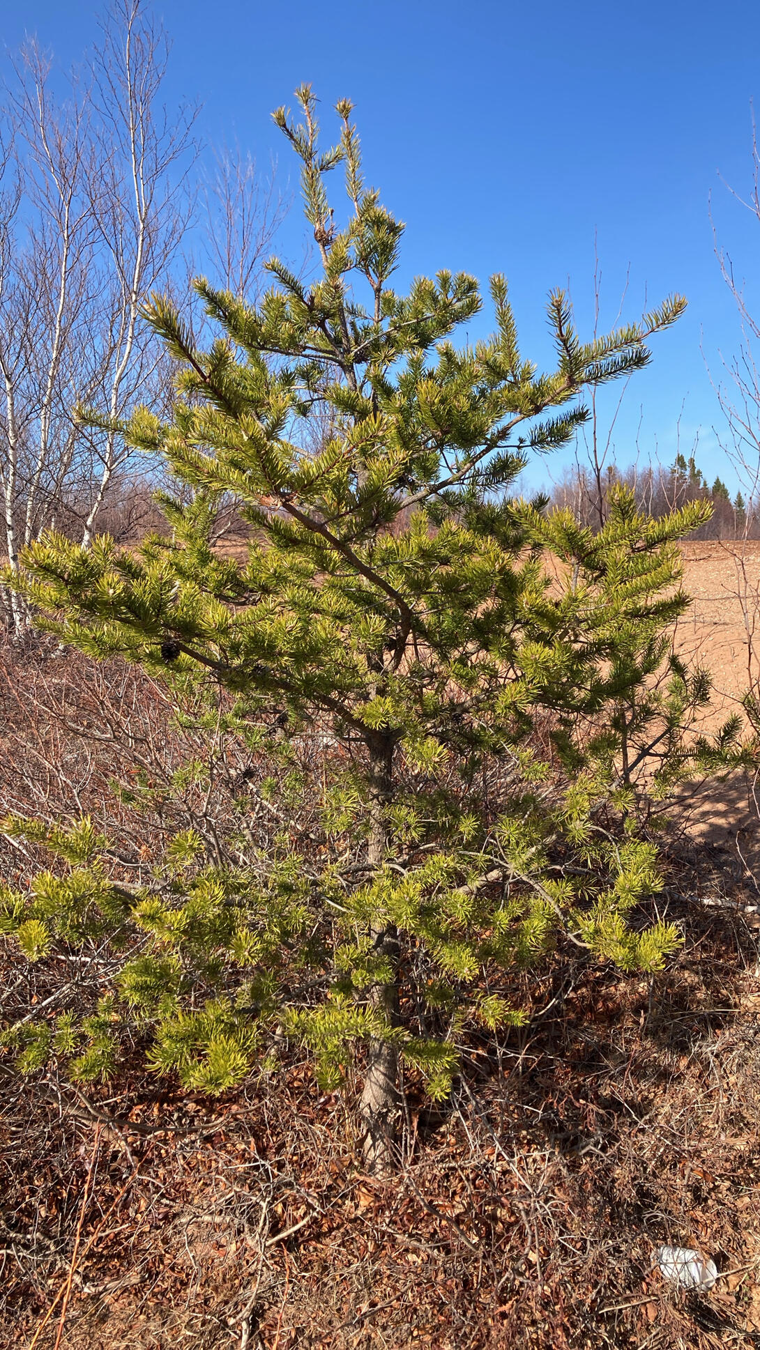 A jack pine tree.
