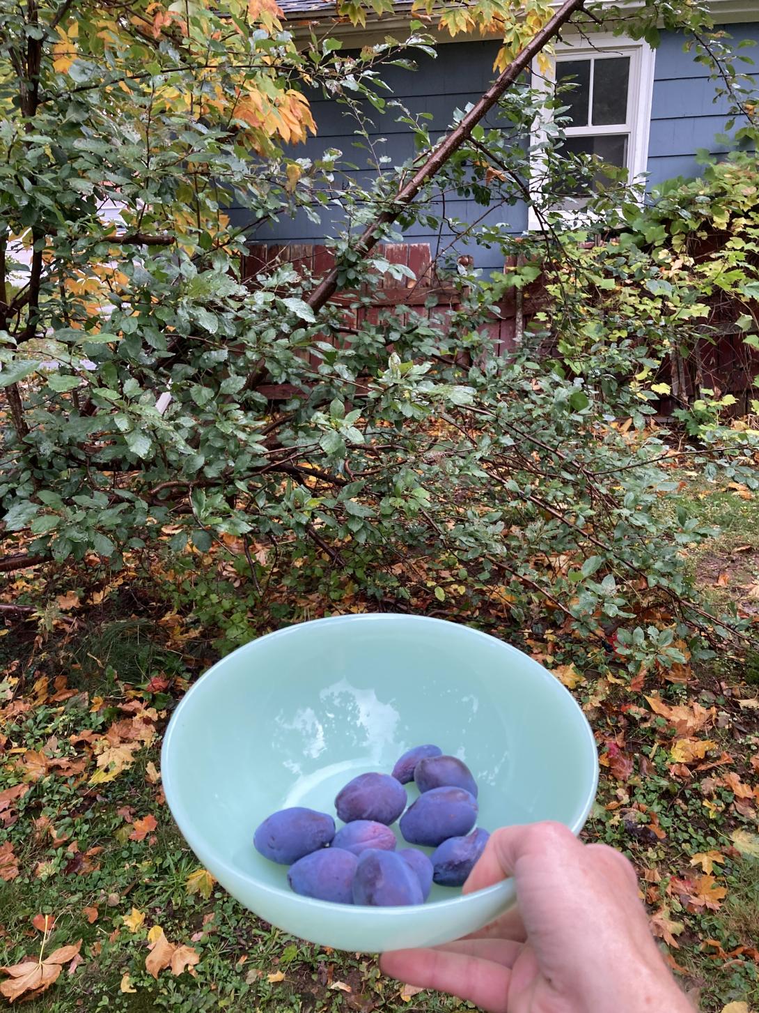 In the foreground is a light green bowl, being held in front of me by one hand, filled with 10 small purple plums. In the background is a plum tree, sitting at an angle to the ground, with green leaves, behind which is a red fence and our neighbour's blue house. The sky is dark, and there's evidence of recent rain on the leaves of the tree.