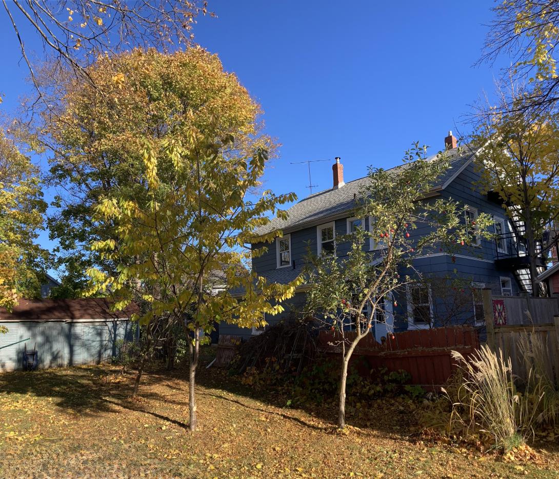 A photo of our back yard. Foreground there are two apple trees, freshly pruned. Behind them is the back of a blue Georgian house that is our around-the-corner neighbour.