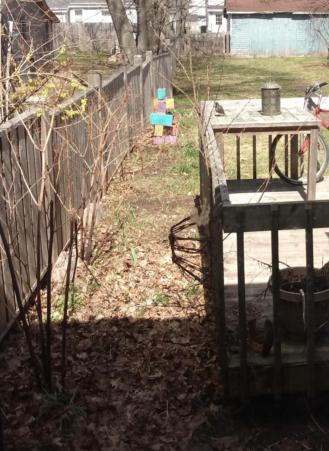 Japanese knotweed between the fence and the deck.