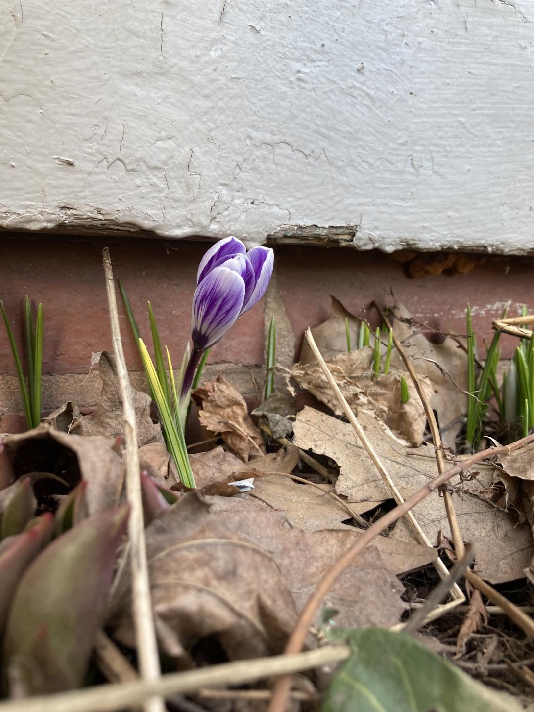 A crocus in the front yard of our house.