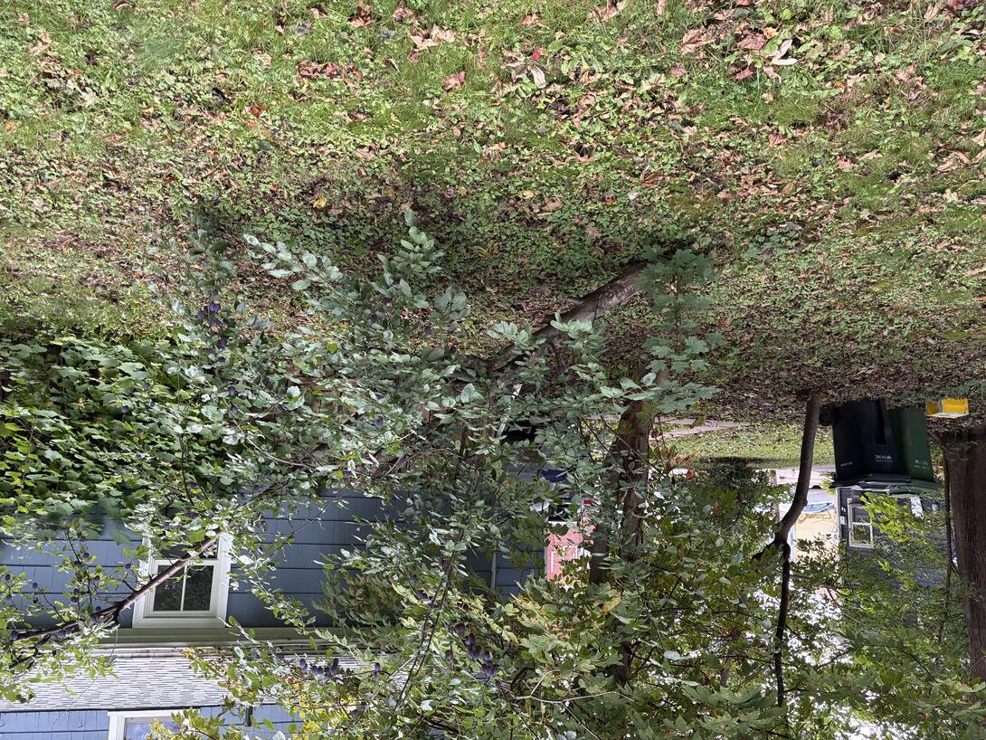 Plum tree, at about 15 degrees from the ground.