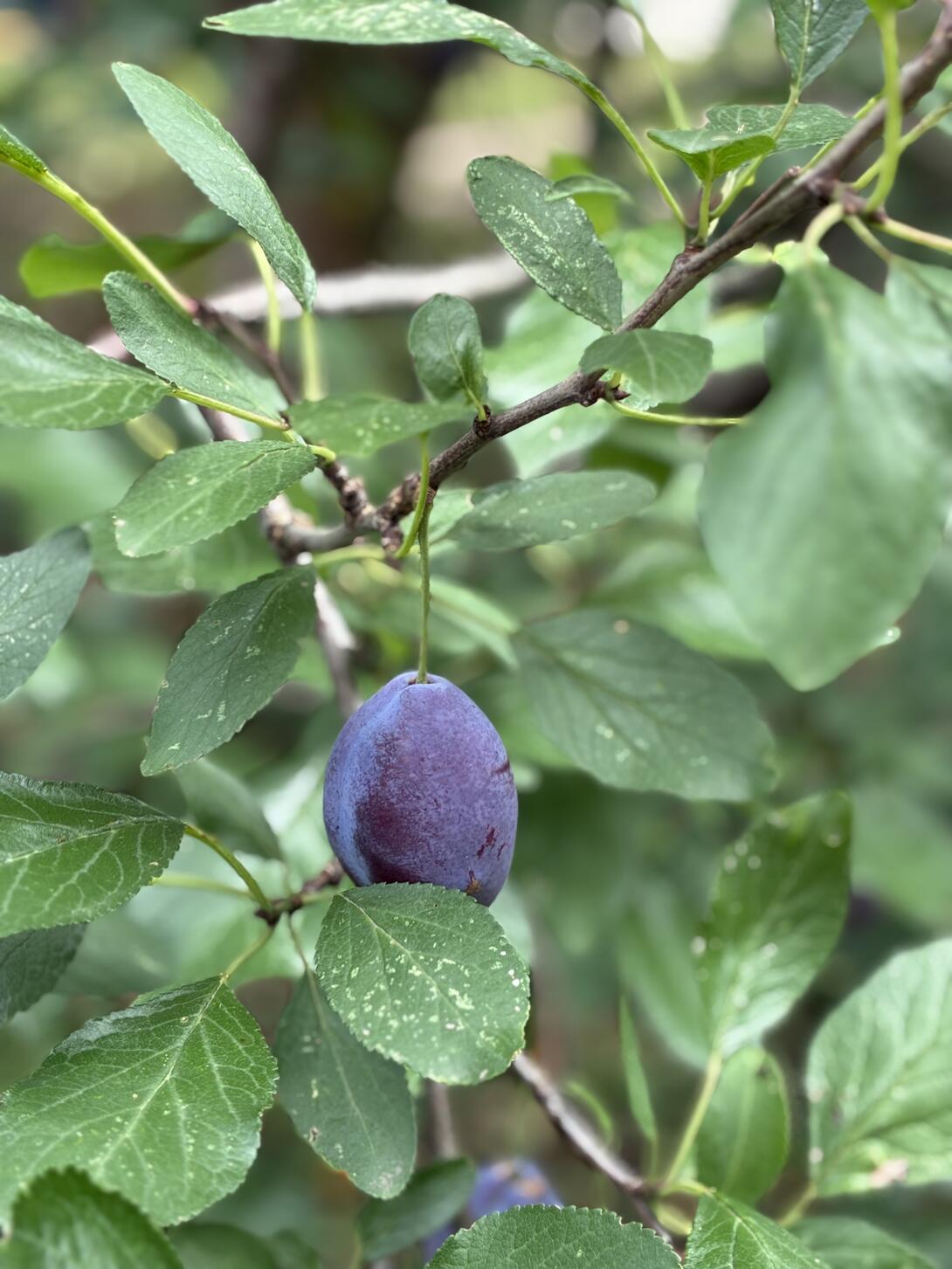 A single plum hanging on a tree.