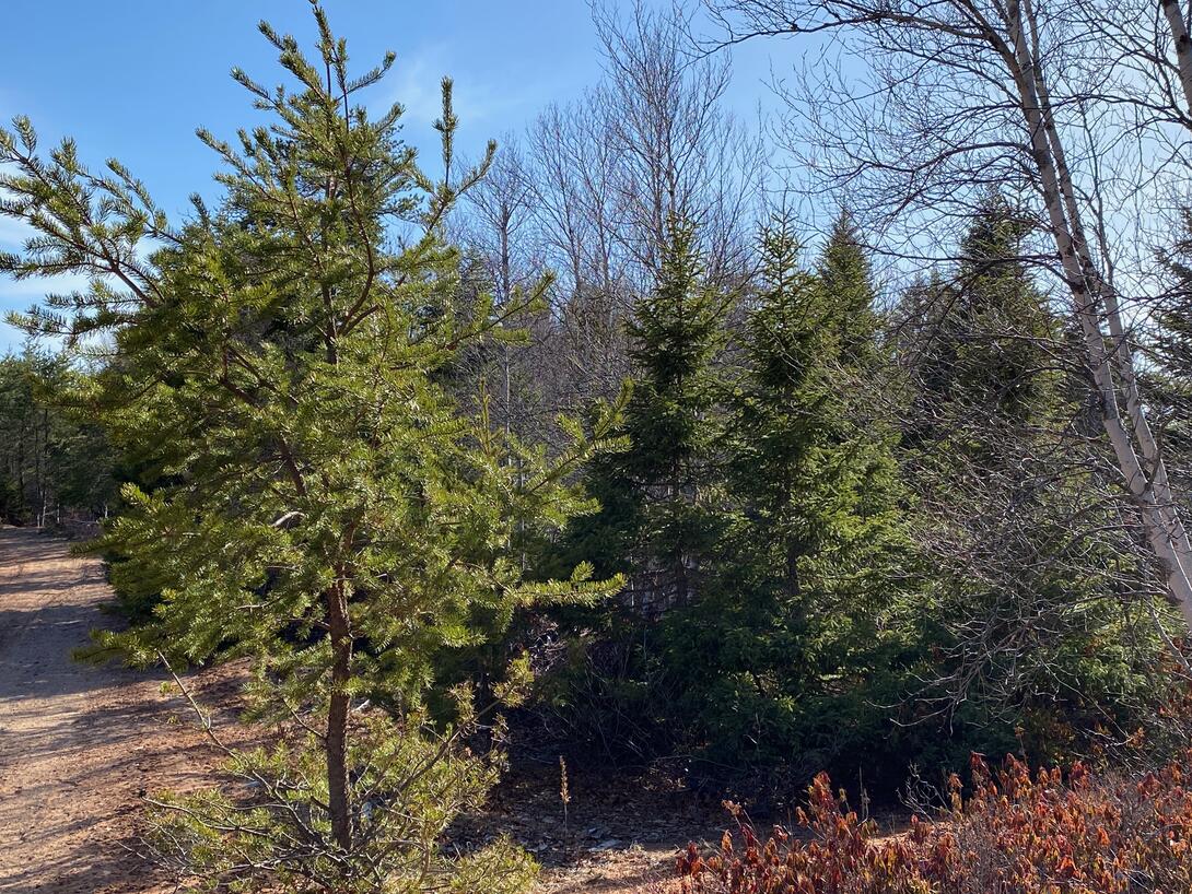 A jack pine tree.
