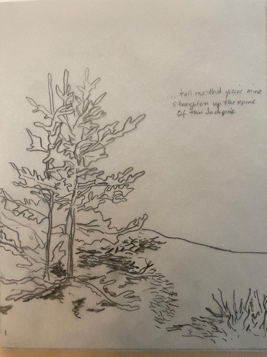 A jack pine drawn onto tracing paper.
