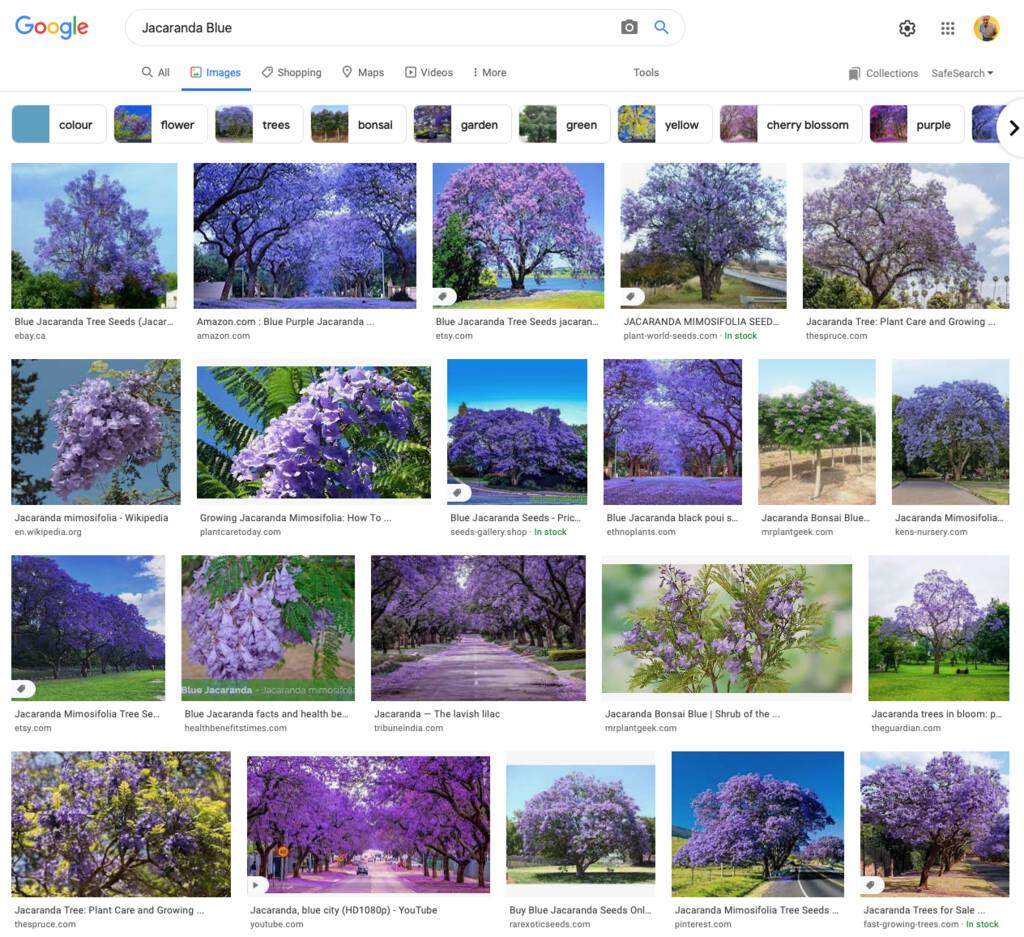 Google Image Search for Jacaranda Blue