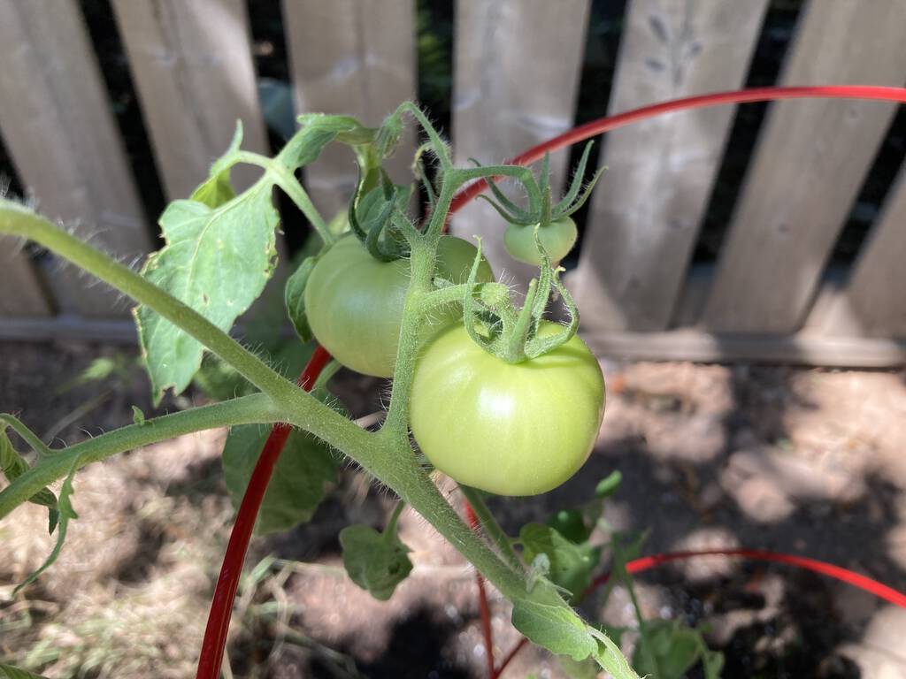 Jackson the tomato plant, bearing fruit.