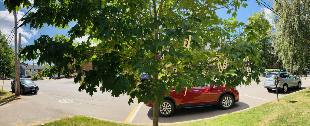 Panorama of letters in the tree.