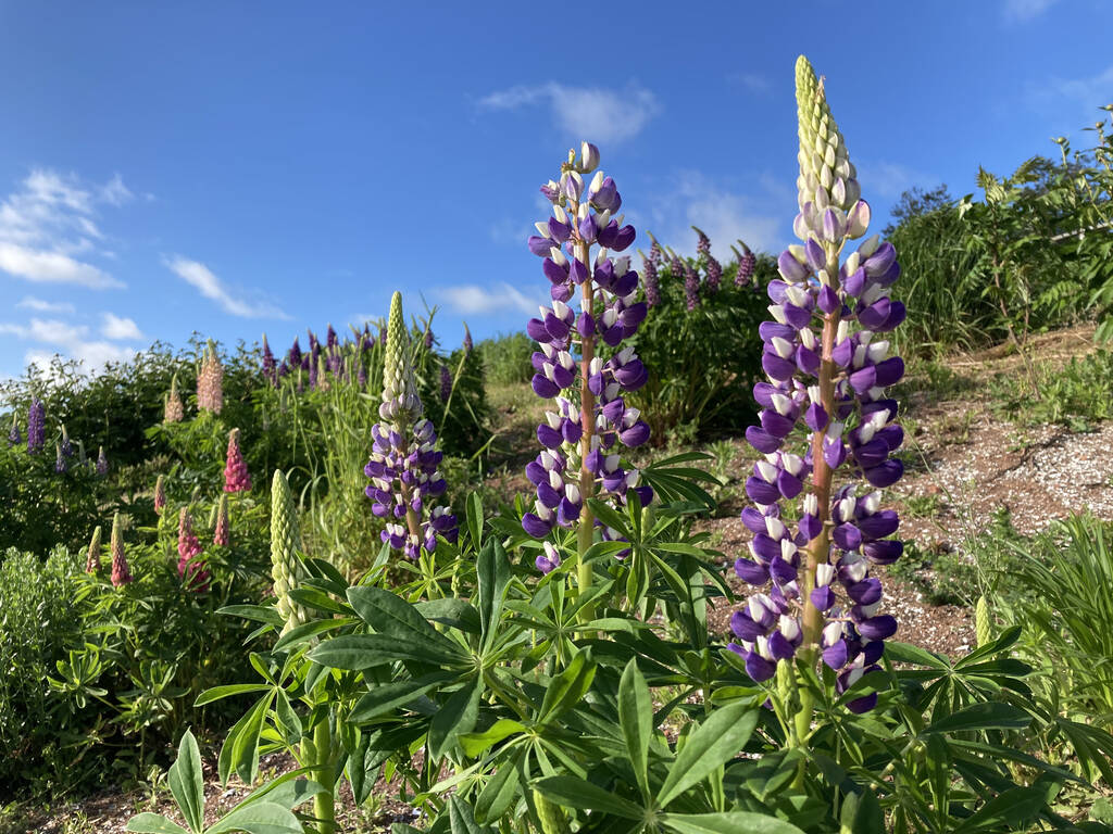 Lupins in The Gardens of Hope.