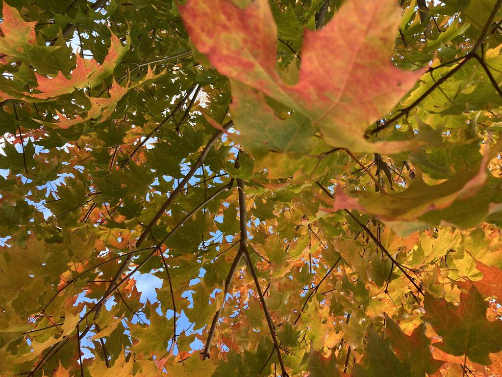 Sugar Maple tree in our front yard.