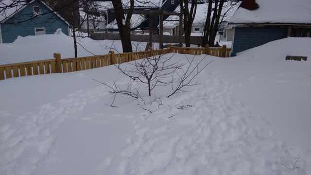 Back yard + Snow