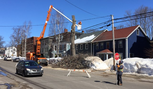 Chopped Down Elm Tree at 100 Prince