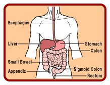 The Abdomen Region