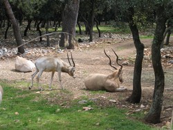 The Addax