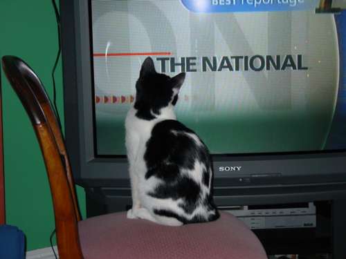 National Cat