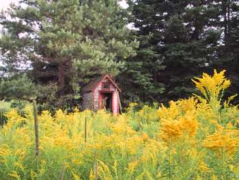 Goldenrod and Outhouse, Cranberry Wharf, PEI, 8/13/2000