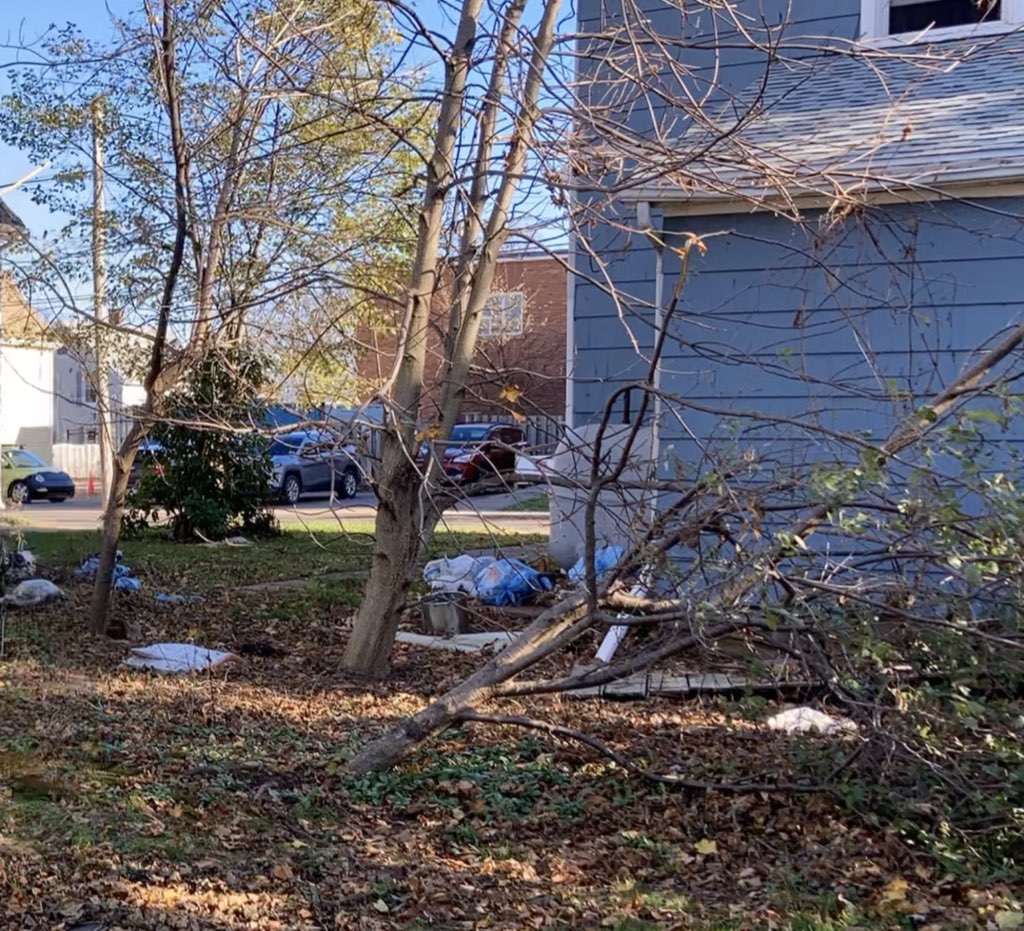 Downed plum tree