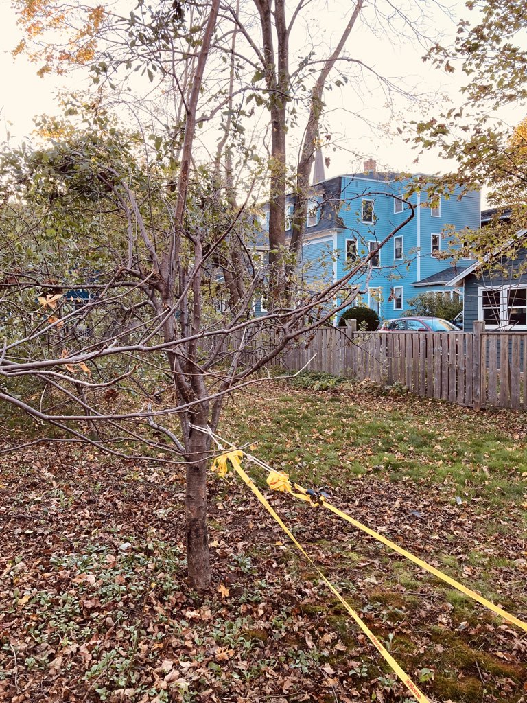 Plum tree in our back year, with yellow tie-down straps holding in vertical.